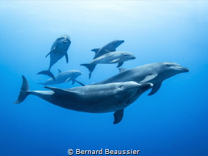Bottlenose dolphin, Rangiroa
Small group of bottlenose d... by Bernard Beaussier 